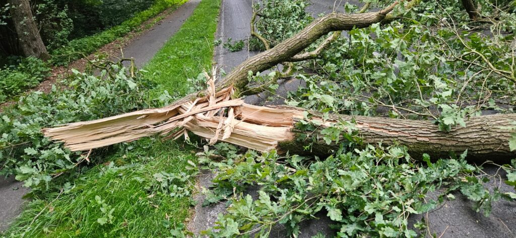 Einsatz: Baum auf Straße – L 160