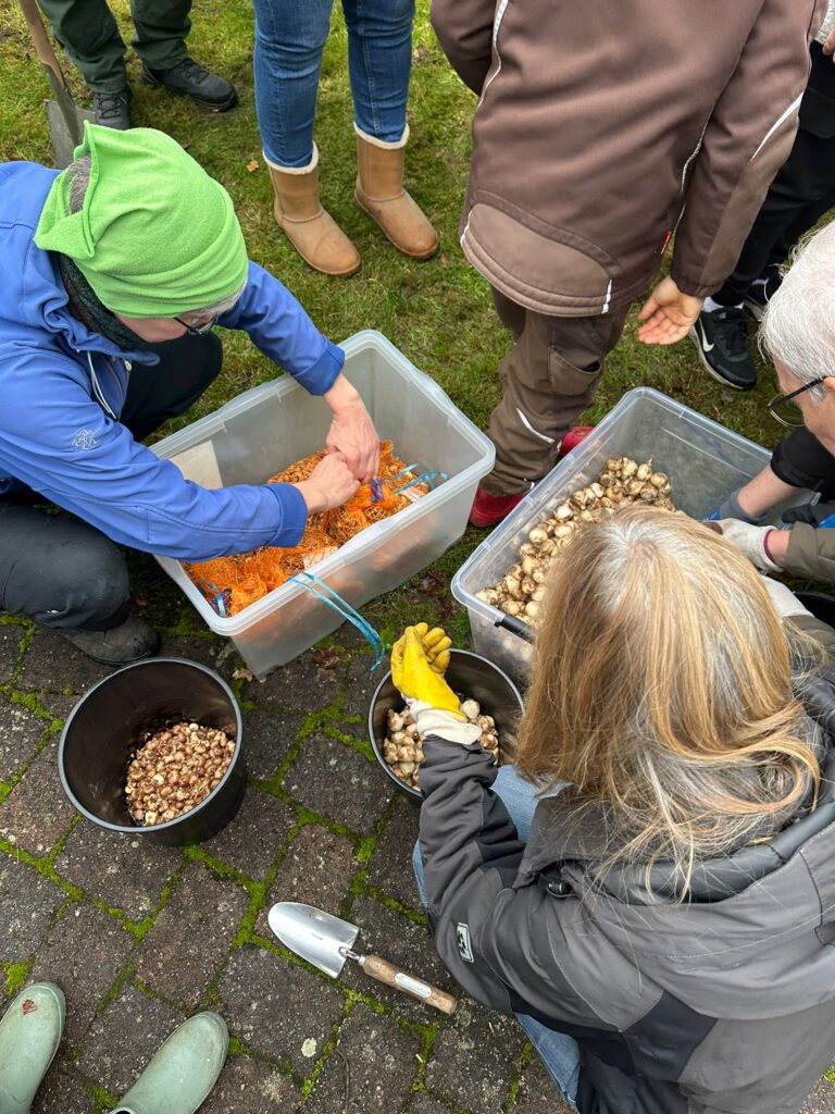 von großen Behältnissen werden diverse Blumenzwiebel in kleinere Behältnisse umgepackt