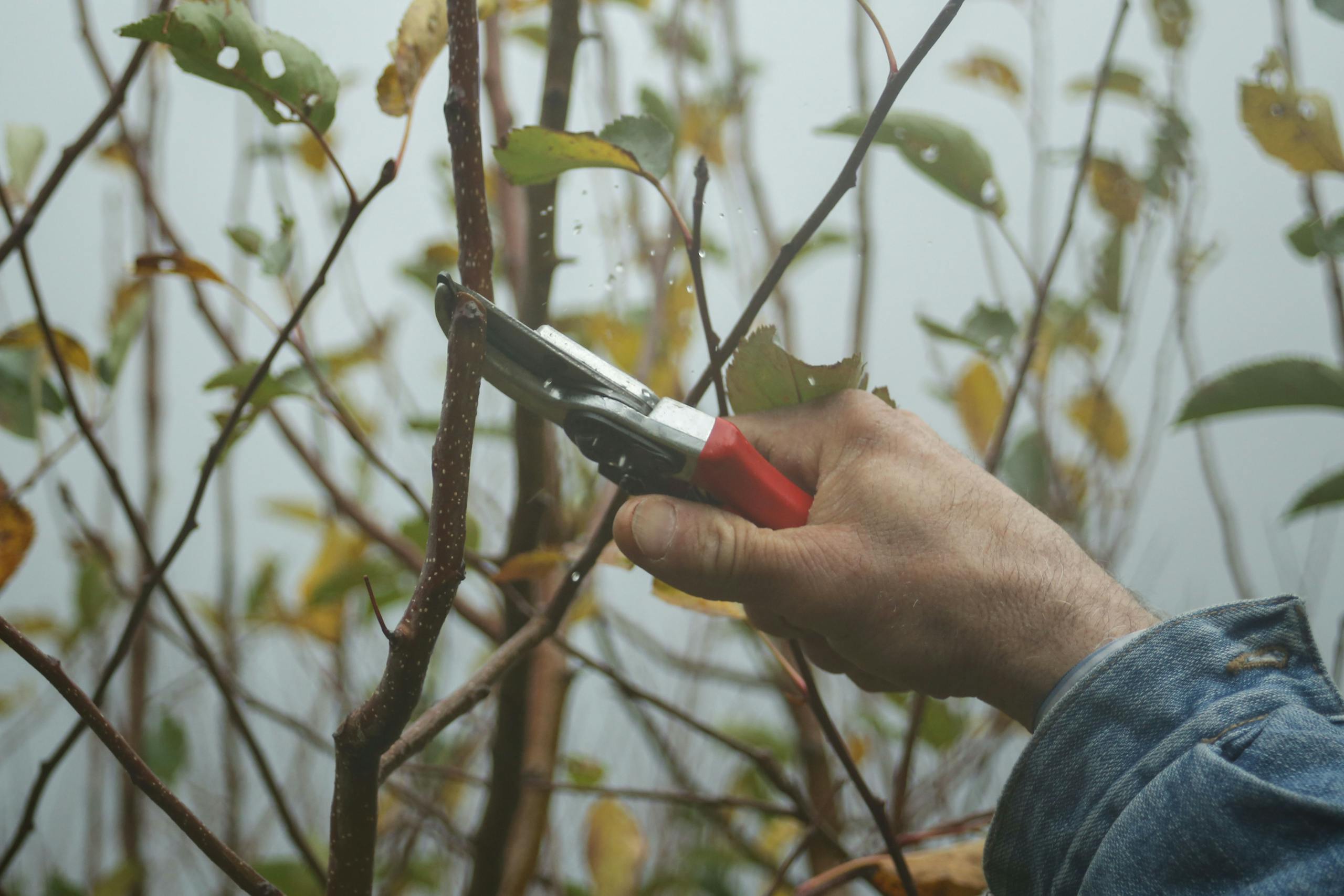Sträucher werden ausgeschnitten mit einer Gartenschere