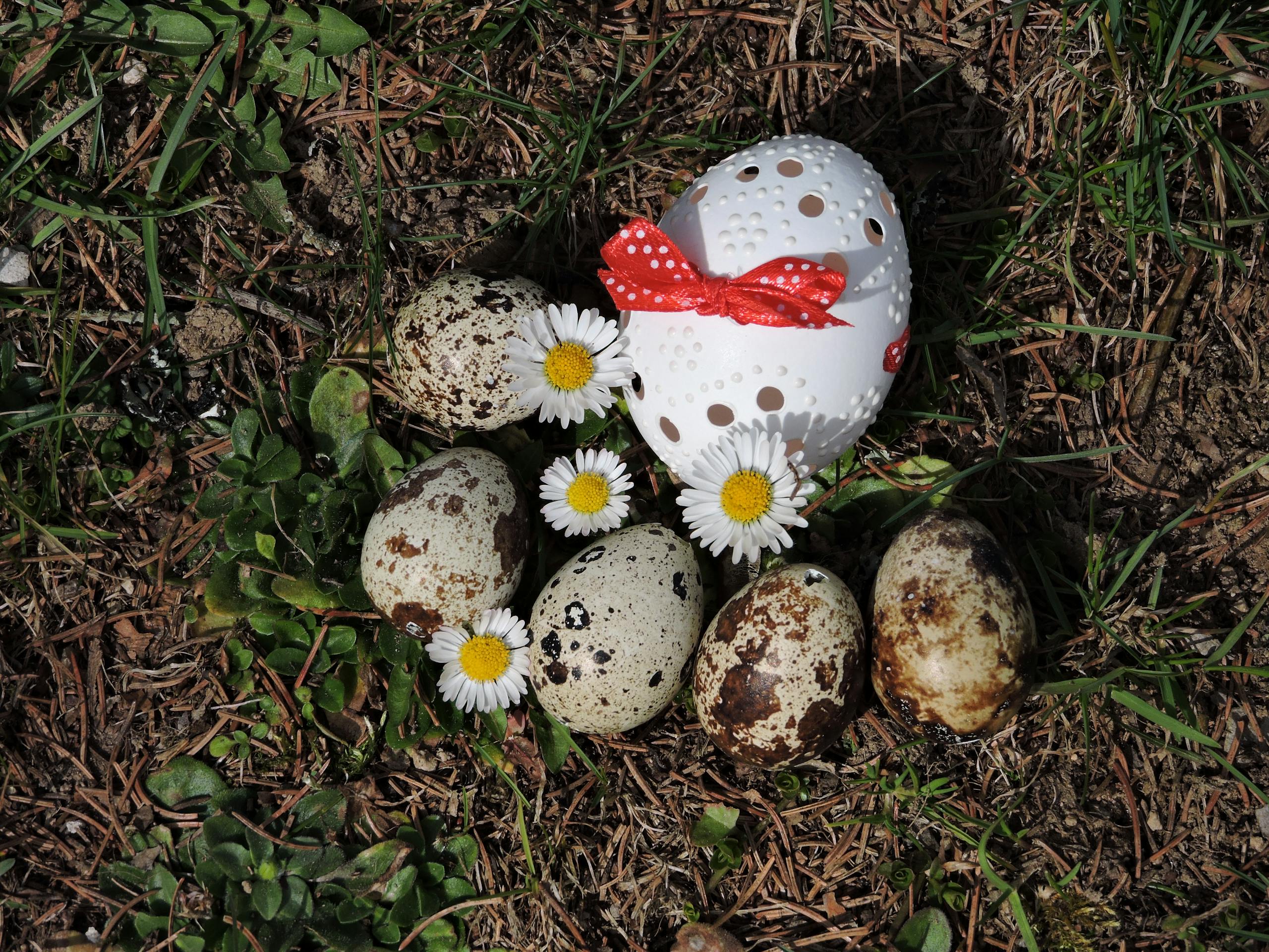 Osternest mit Eieren und Blumen