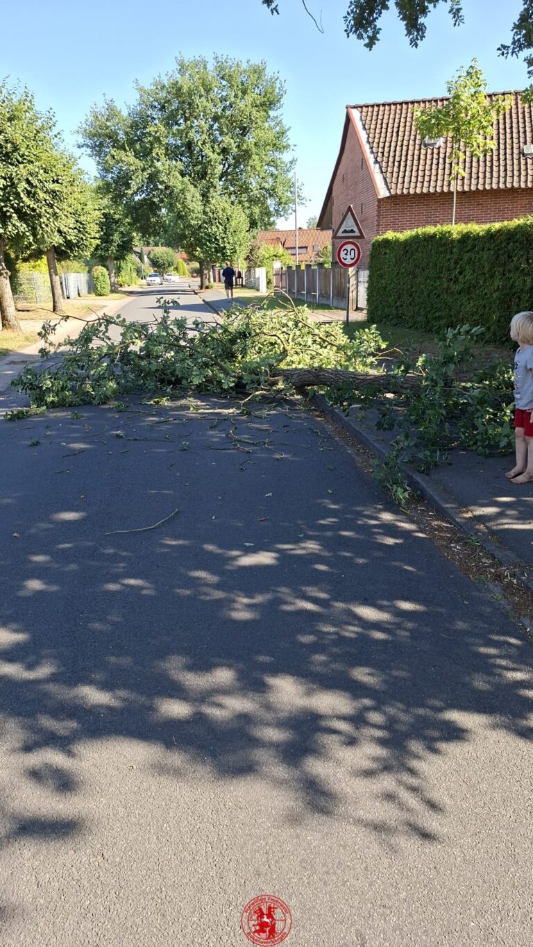 Baum auf Straße – Hohener Dorfstraße